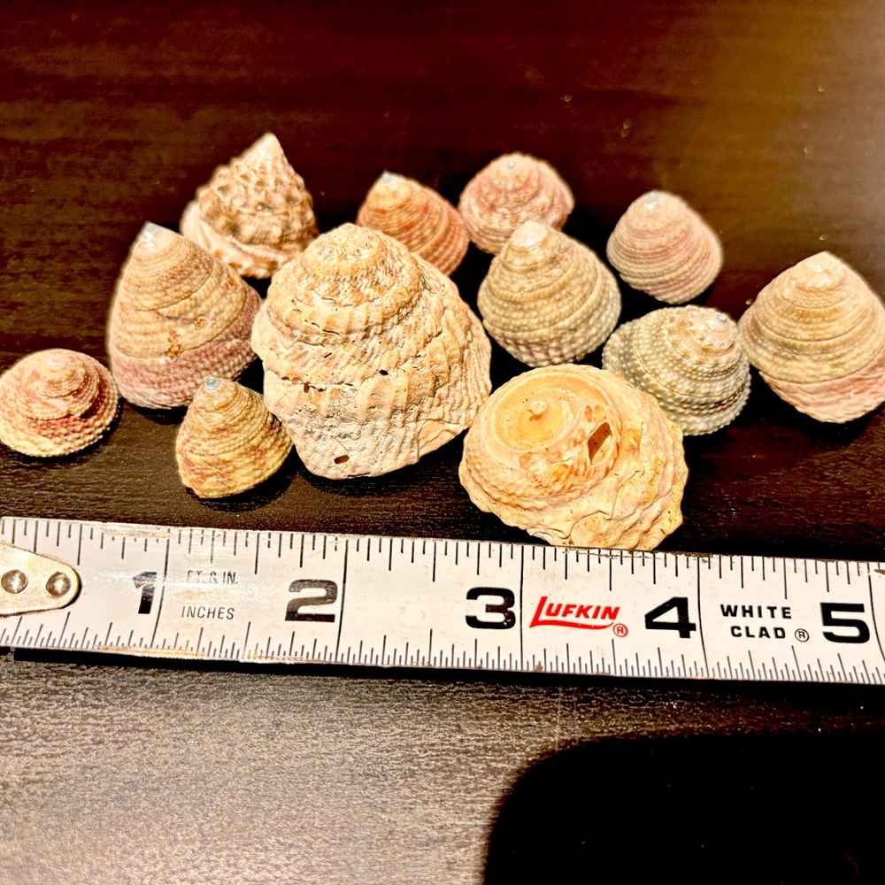 12 gastropod seashells